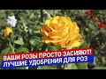 Ваши розы просто засияют! Лучшие удобрения для роз