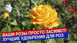 Ваши розы просто засияют! Лучшие удобрения для роз