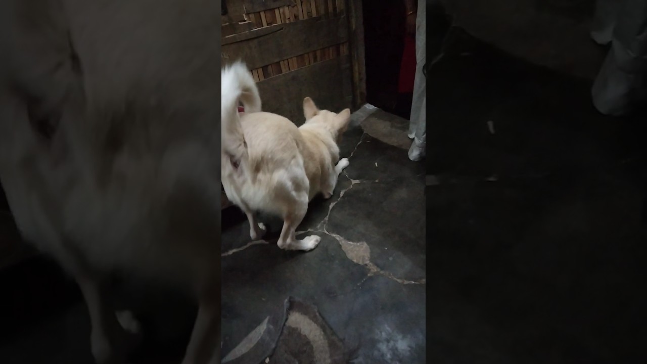 most funnydogonYouTube