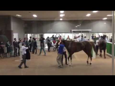 2016-05-21 東京競馬場 11R メイS ホースプレビュー 【勝ち馬 ロジチャリス】