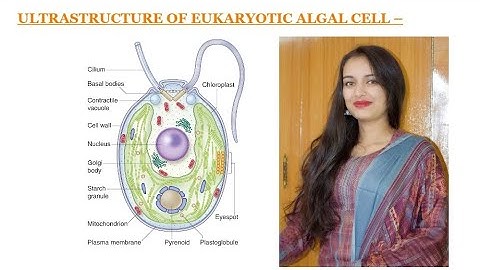 Ultrastructure of algae cell ||Part-1|| Easy way to learn algal ultrastructure of cell