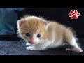 子猫まや、2回目の猫部屋訪問。先住猫達に挨拶する【瀬戸のまや日記】Cute kitten Maya, was second visit to Cats room