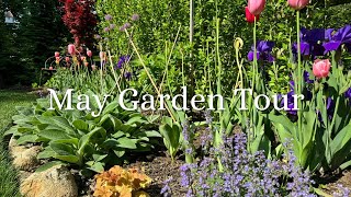 Early May Garden Tour!  Purples and Pinks Are Stealing The Show!  And A Dahlia Surprise!