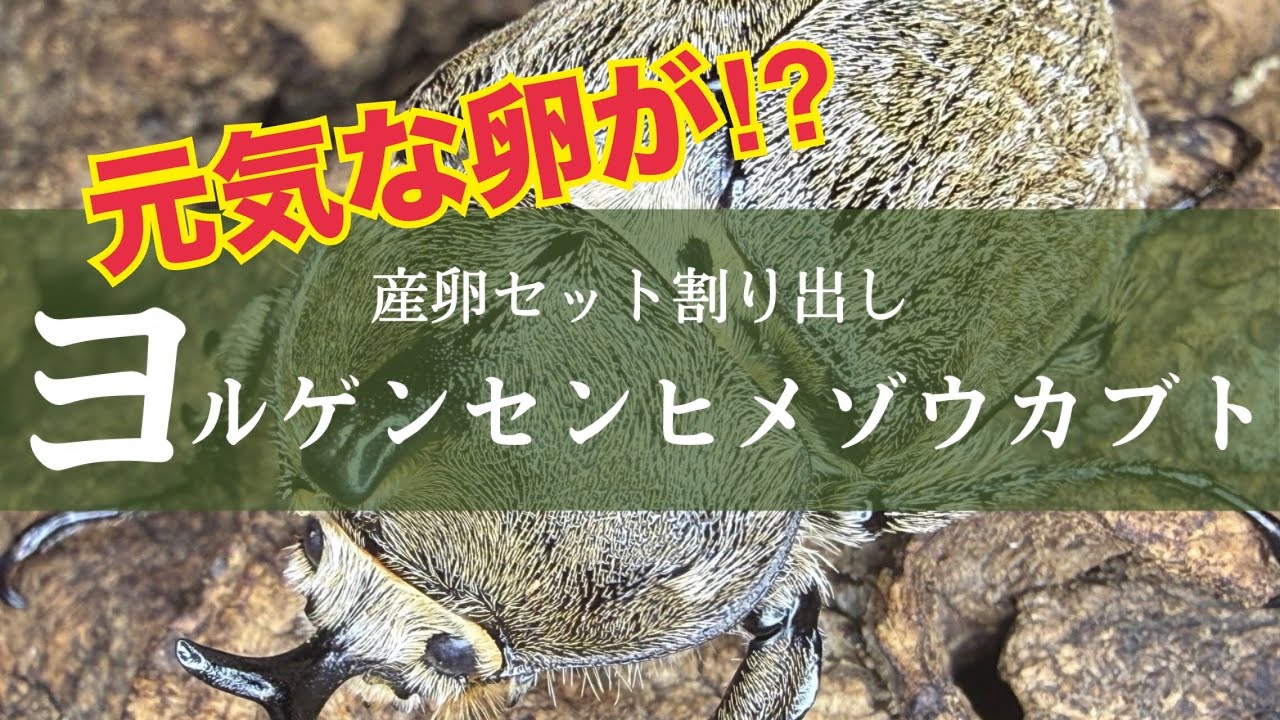 アルゼンチンの小型ゾウカブト ヨルゲンセンヒメゾウカブトの産卵