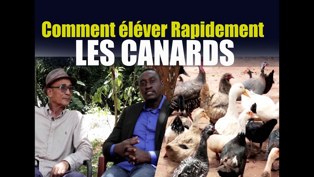 Comment élever ses Canards rapidement