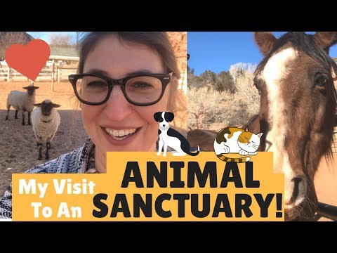 Video: Guida Al Volontariato Nel Best Friends Animal Sanctuary - Matador Network