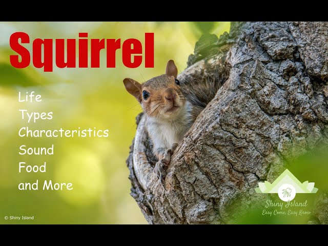 It's A Squirrel's Life™ Board Game Instructions Video