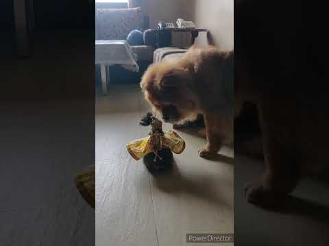 Lord Krishna with a Chow chow and a turtle