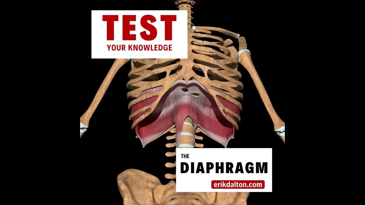 Test Your Knowledge of the Diaphragm Erik Dalton YouTube