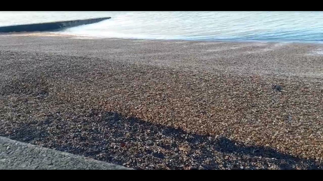 Eastern Yellow Wagtail, Isle of Wight, U.K
