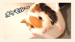 【モルモット】初めてのお風呂&シャンプー