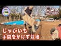 【じゃがいも】高畝とマルチで手抜き栽培。米糠で「そうか病」を抑制。第408話 #オーガニック栽培 #家庭菜園