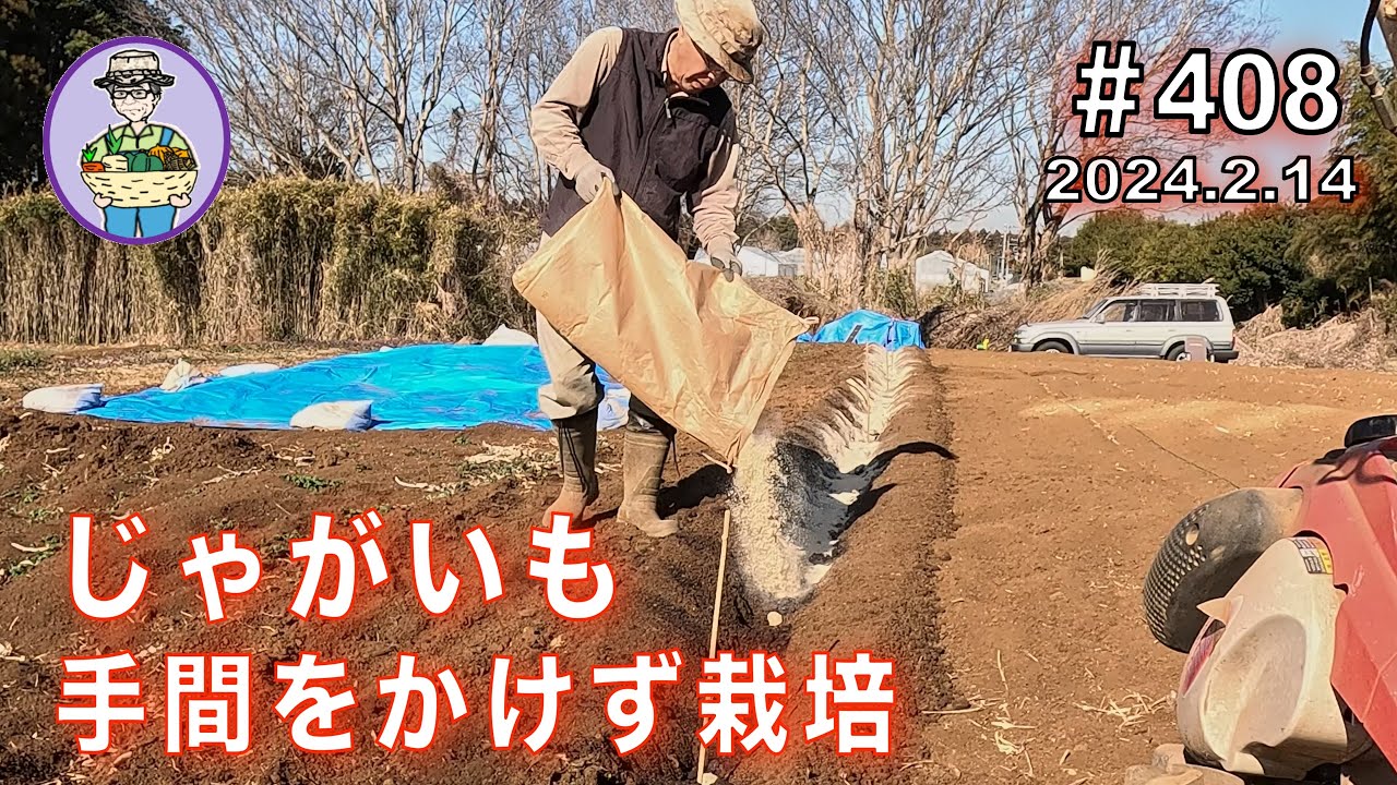 【じゃがいも】高畝とマルチで手抜き栽培。米糠で「そうか病」を抑制。第408話 #オーガニック栽培 #家庭菜園