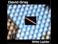 we're not right - david gray