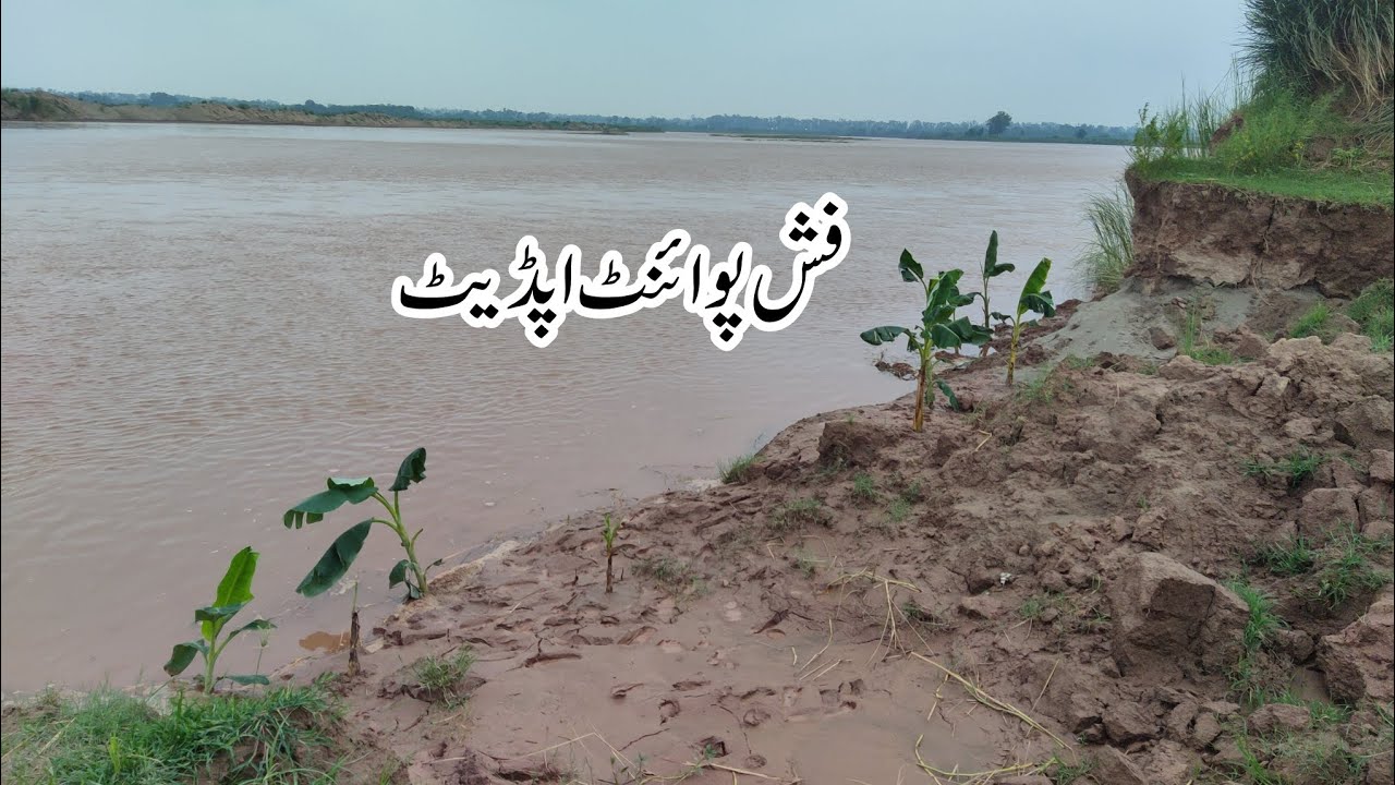 Fish point update Daya Ravi ka point |فش پوائنٹ اپڈیٹ دریا راوی 🐟👈 ...