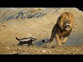 غرير العسل ملك الشجاعة في الغابة