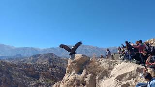 Liberación del Cóndor Andino Qhawaq en Cafayate Salta