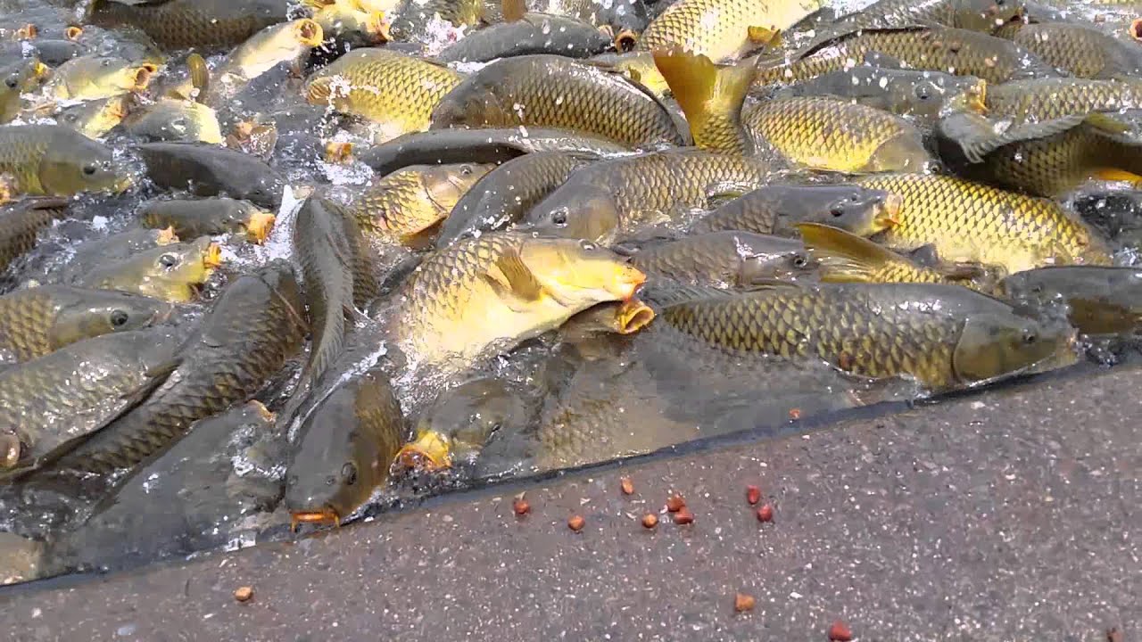 Feeding Carp at Raystown Lake 2014 YouTube