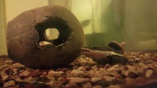 Celebrity My red tail catfish ate my silver arowana Wealth