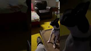 Trying out DogTV