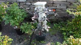 Selling Hornbeam and Copper Beech Trees