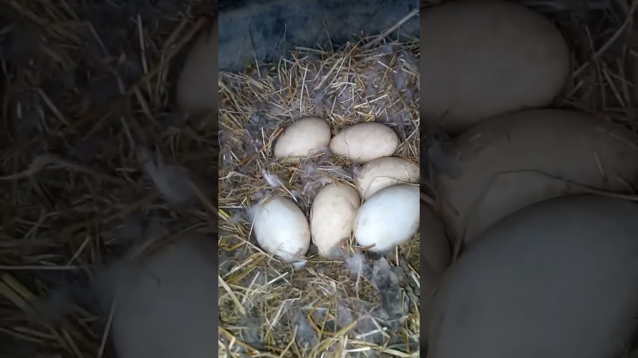 KAZ BADİLERİ ÇIKMAYA BAŞLADI,KÖPEKLER İDMANA DEVAM