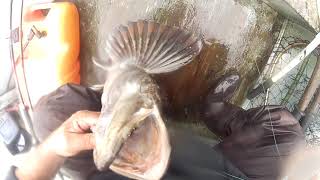 35" inch lingcod finally a good size  6-11-22 .