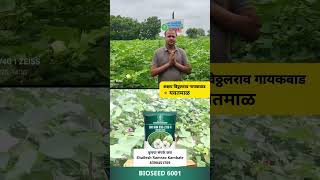 बायोसीड 6001 शेतकरी अनुभव | प्रति झाड 60-70 बोंडे | यवतमाळ शेतकऱ्यांचा विश्वास