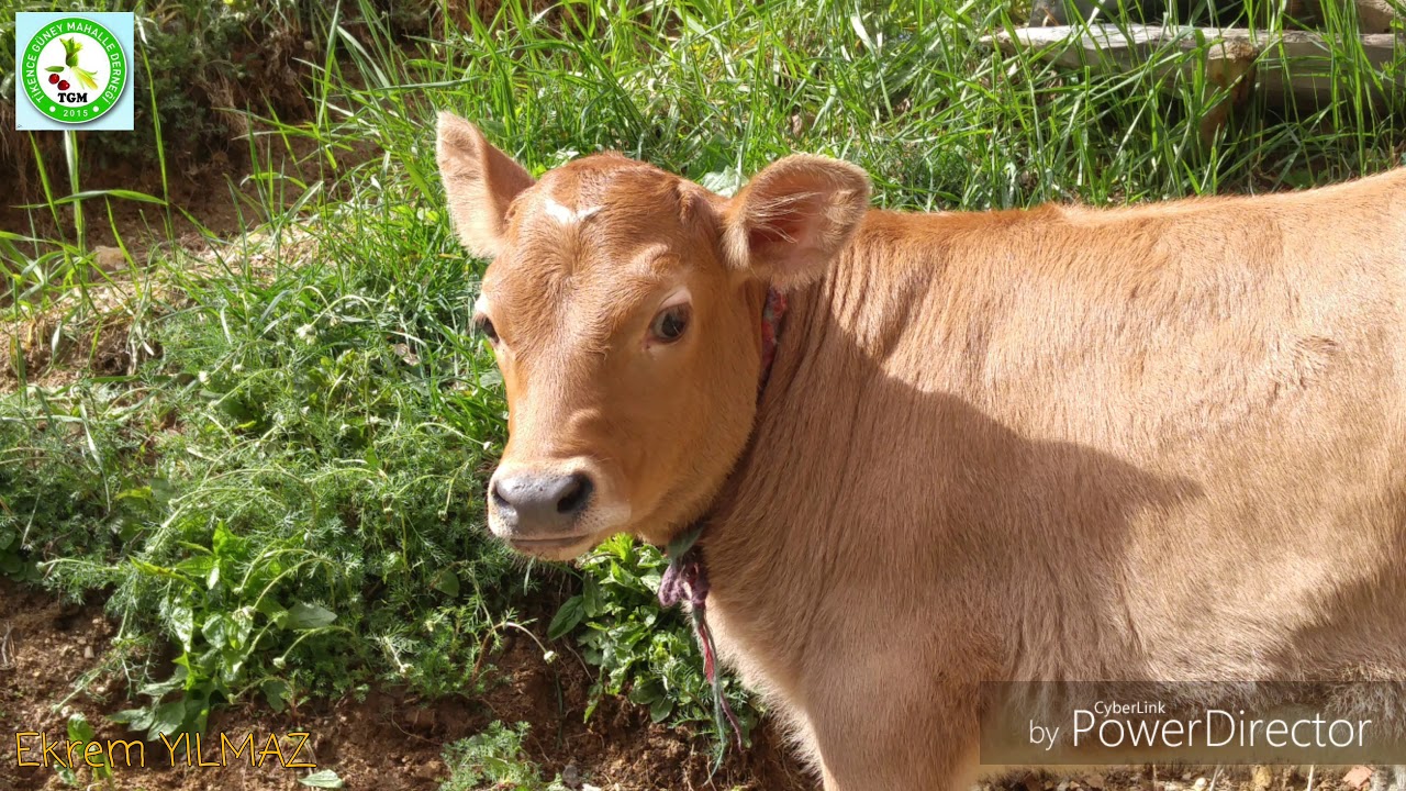 Giresun Espiye Ayıbeli Yaylası