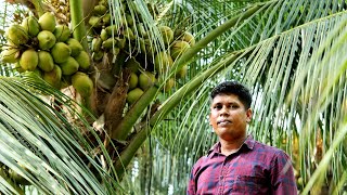 വെറും ഒരു രുപ മുടക്കിയാൽ തെങ്ങു ഇത് പോലെ കായ്ക്കും | How To Grow & Fertilizer Coconut Tree