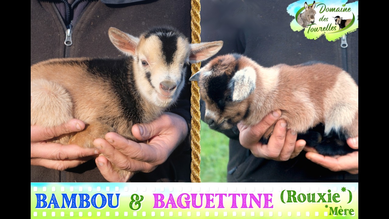 Diaporama de BAMBOU & BAGUETTINE (Rouxie - 2026)