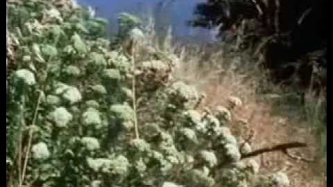 "Evolution is Fact" - Carl Sagan