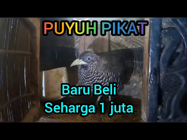 puyuh pikat Seharga 1 juta Baru Beli class=