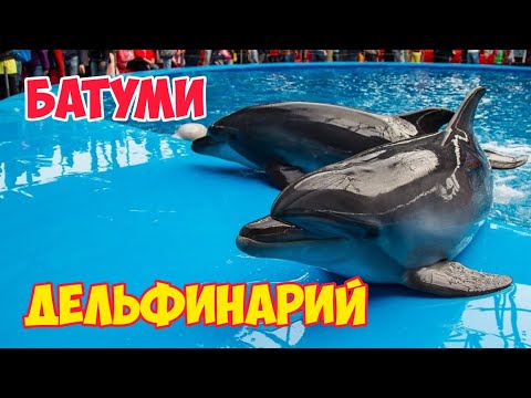Дельфинарий в БАТУМИ: Грузия 2021 | ШОУ с Дельфинами: ЛУЧШИЕ Моменты Выступления