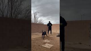 Just 3 Dogs Playing In Tha Yard