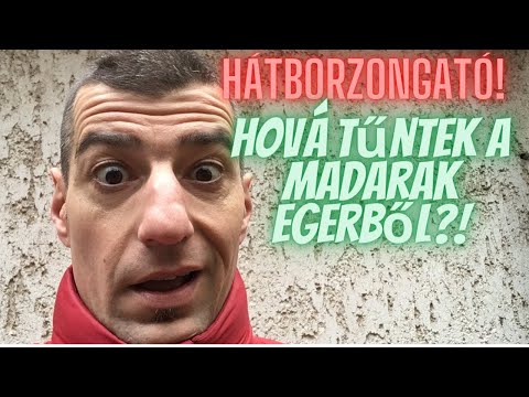 Videó: Miért Hullanak A Madarak?