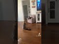 TikTok Video - Tigger and Wheezer