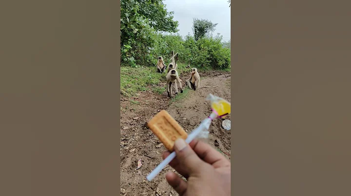 Langur vs Biscuit 🍪😅 | Funny Monkey Video #shorts #funny #animals