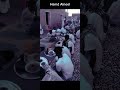 زي ما كل سنه كنا بنرجاك المره دي انت رجيتنا mp3