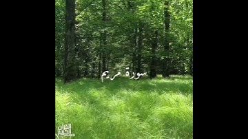 سورة : مريم القارئ : محمد سبيعان