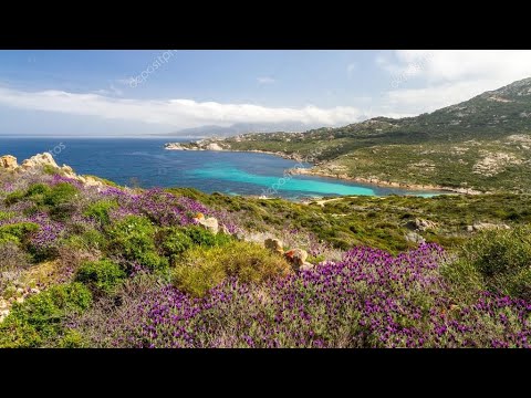 LEZIONE DI GEOGRAFIA (11/03/2020) - Taiga, foresta temperata, steppa, prateria, macchia mediterranea