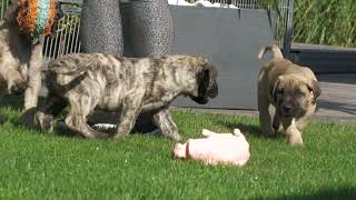 Unsere 8 Wochen alten Presa Canario Welpen aus Nina & Macho.