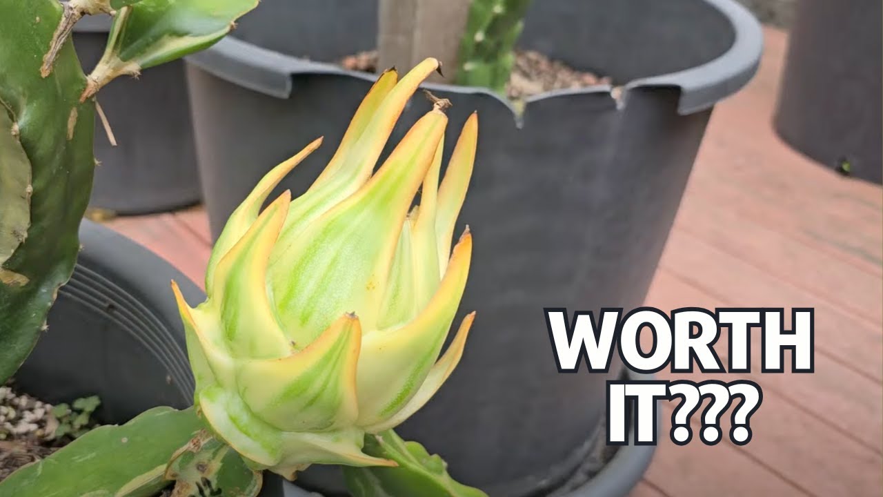 Стоит разнообразить.. Вкусно или просто для фотоальбома?