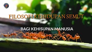 Filosofi kehidupan semut untuk kehidupan manusia