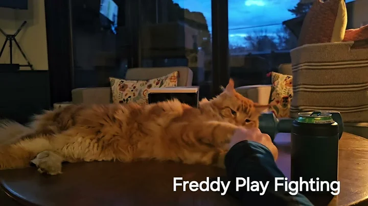 Video 8512471: funnycats mainecooncat, mainecooncat cat, play fighting