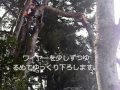 伐採（枝切り）　金沢市湯涌稲荷神社-2/2