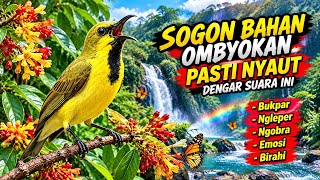 SOGON BAHAN PASTI NYAUT | PANCINGAN SOGON AGAR GACOR #sogon #pancingansogon 