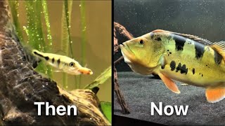 WATCH This BEFORE you buy a PEACOCK BASS  ||   Growth Rate