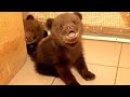 Два медвежонка появились в Витебском зоопарке!