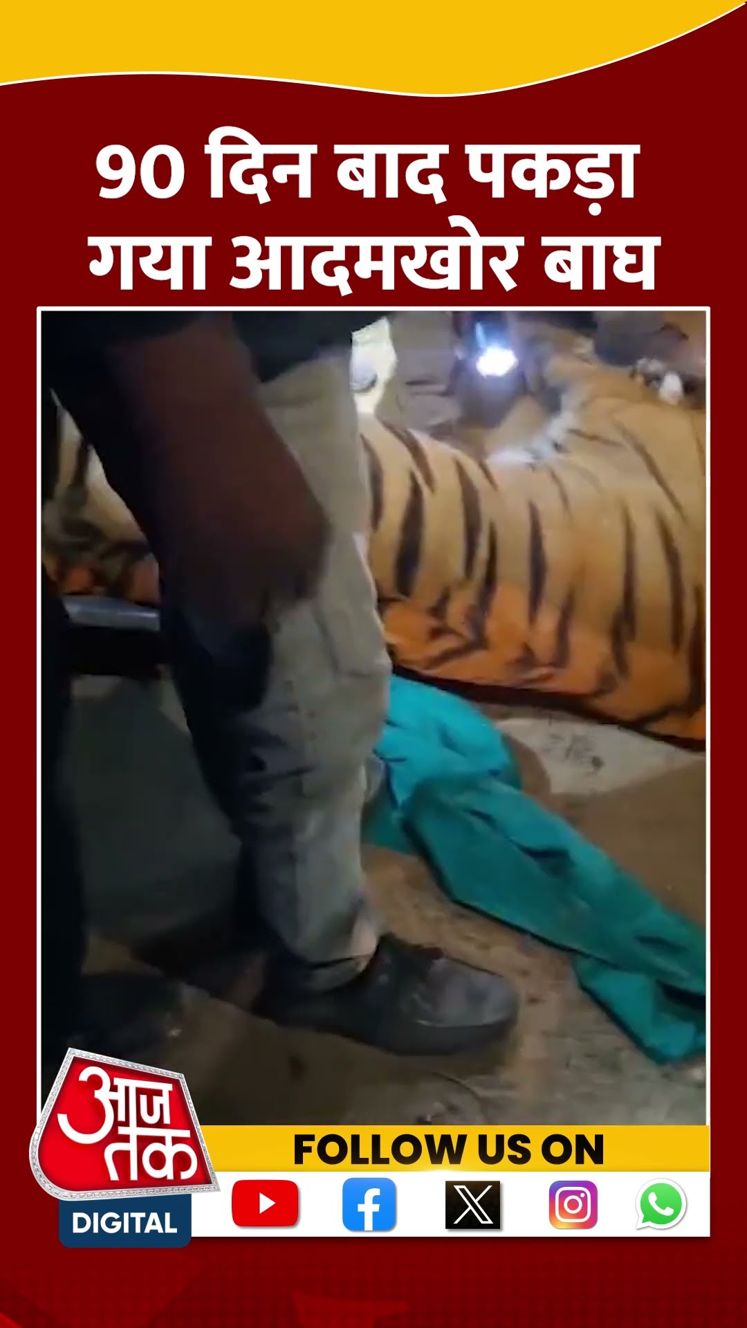 Rahmankheda Tiger Video: Lucknow के रहमानखेड़ा में 90 दिन पकड़ा गया आदमखोर बाघ | #shorts #sortvideo